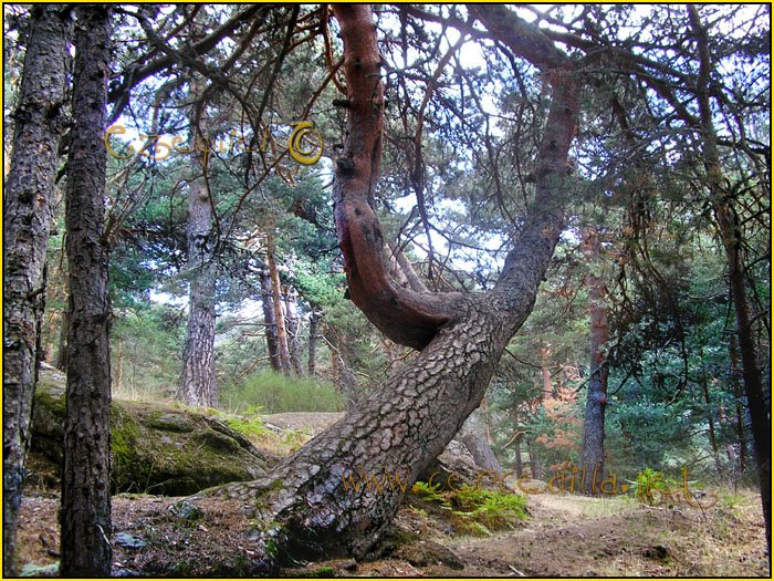 Tarjeta postal de Cercedilla con pinos 15