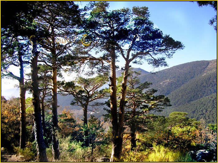 Tarjeta postal de Cercedilla con pinos 16