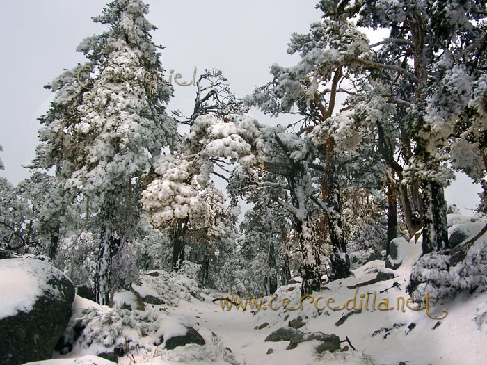 Tarjeta postal de Cercedilla  primeras nieves 11