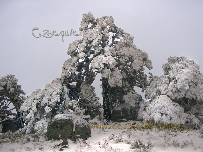 Tarjeta postal de Cercedilla  primeras nieves 15