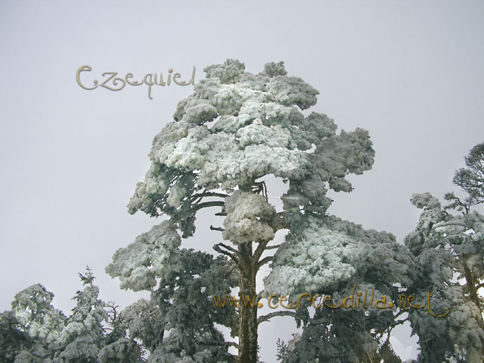 Tarjeta postal de Cercedilla  primeras nieves 16