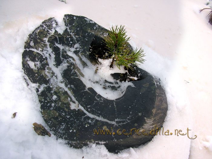 Tarjeta postal de Cercedilla  primeras nieves 18