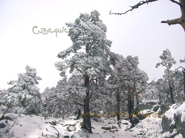 Tarjeta postal de Cercedilla  primeras nieves 19