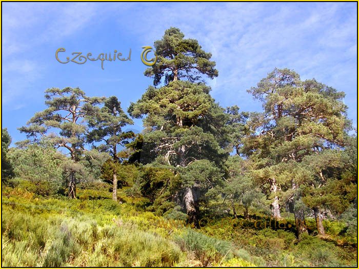 Tarjeta postal de Cercedilla Puerto de la Fuenfria 08