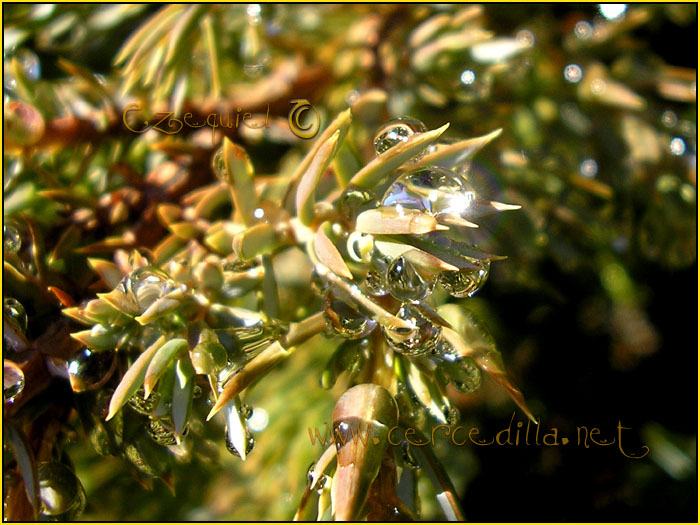 Tarjeta postal de Cercedilla Senda de los Alevines 03