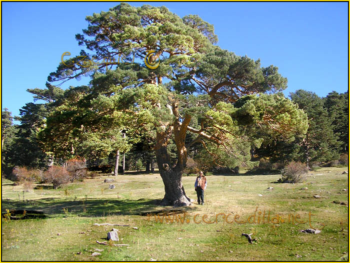 Tarjeta postal de Cercedilla la vaqueriza 02