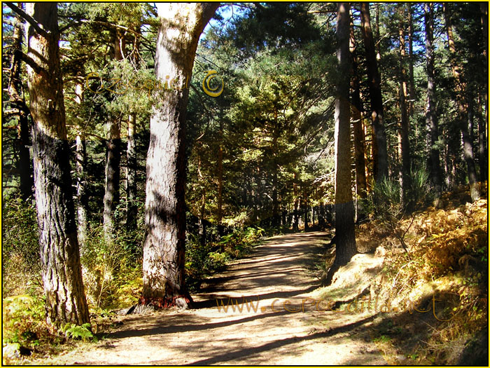 Tarjeta postal de Cercedilla la vaqueriza 03