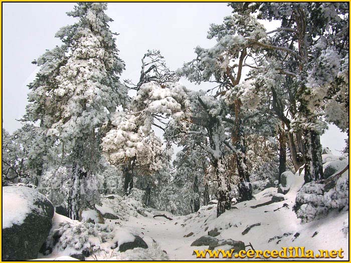 cercedilla_primeras_nieves_11