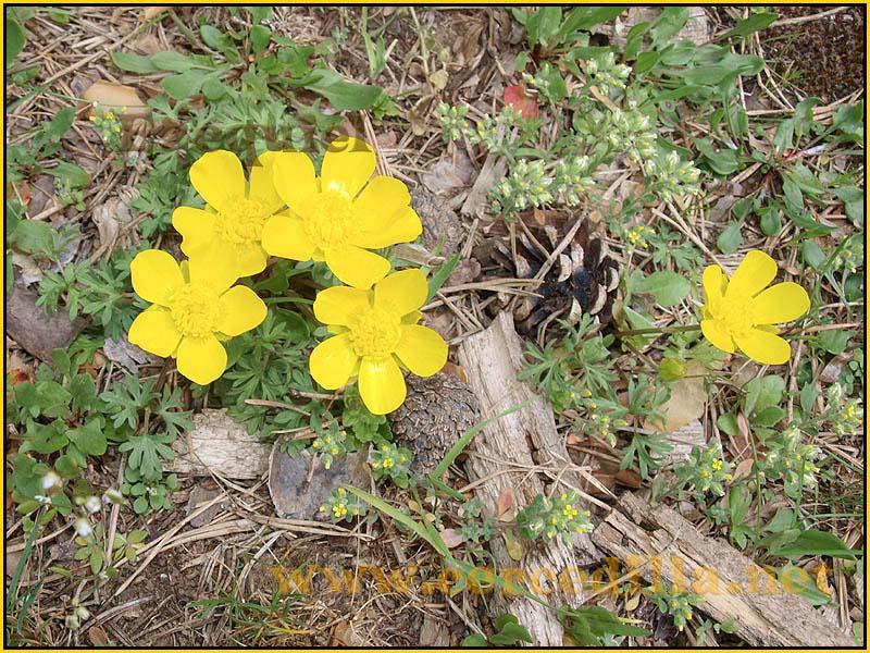 CaminoViejoSegovia_PuertoFuenfria_CalzadaRomana_12