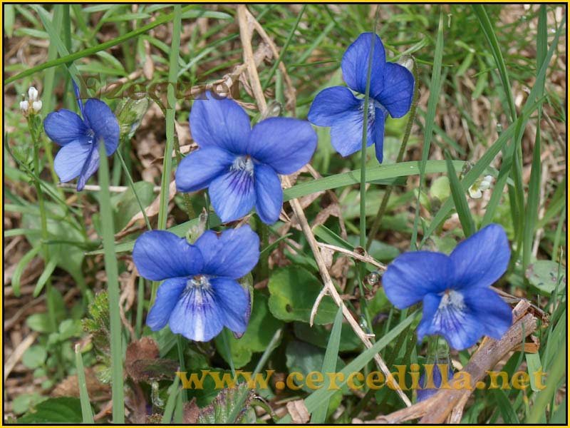 CaminoViejoSegovia_PuertoFuenfria_CalzadaRomana_20
