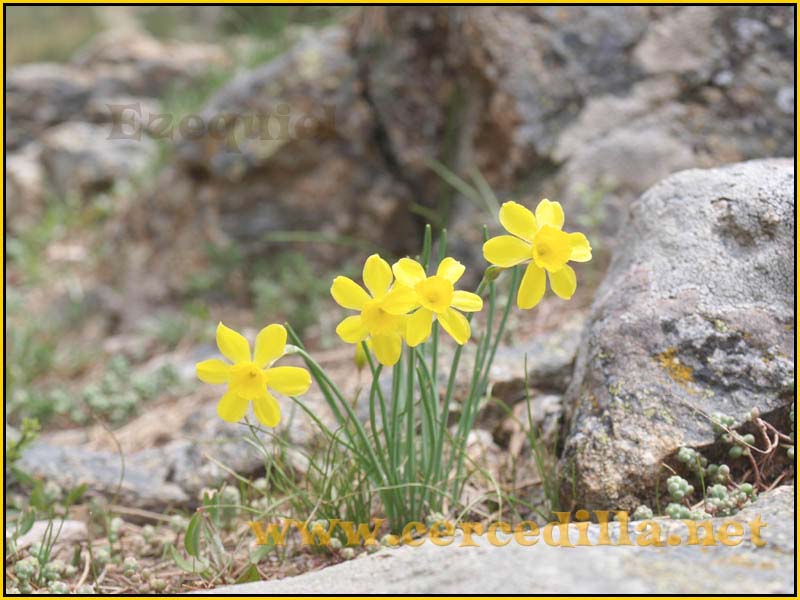 CaminoViejoSegovia_PuertoFuenfria_CalzadaRomana_25