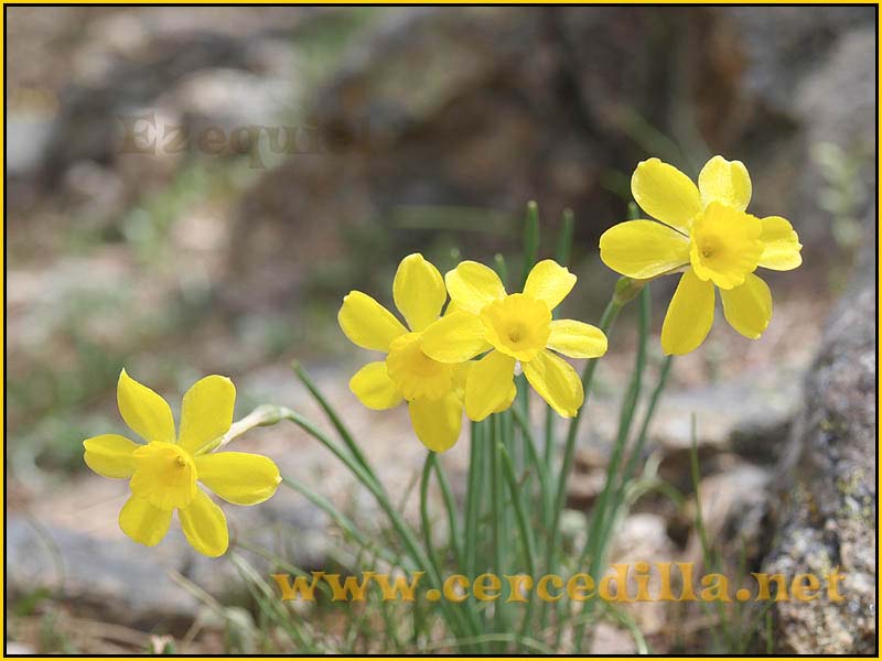 CaminoViejoSegovia_PuertoFuenfria_CalzadaRomana_26