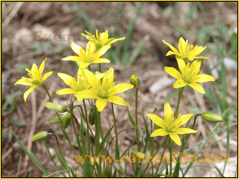 CaminoViejoSegovia_PuertoFuenfria_CalzadaRomana_27