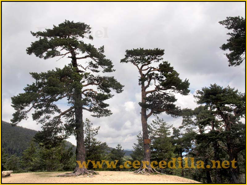 CaminoViejoSegovia_PuertoFuenfria_CalzadaRomana_42