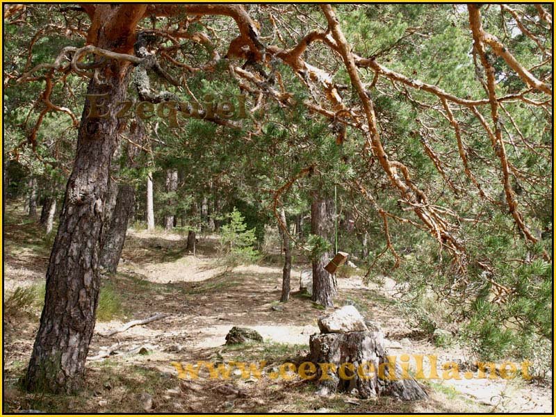 camorritos_miradores_aguilas_rosales_zorro_03