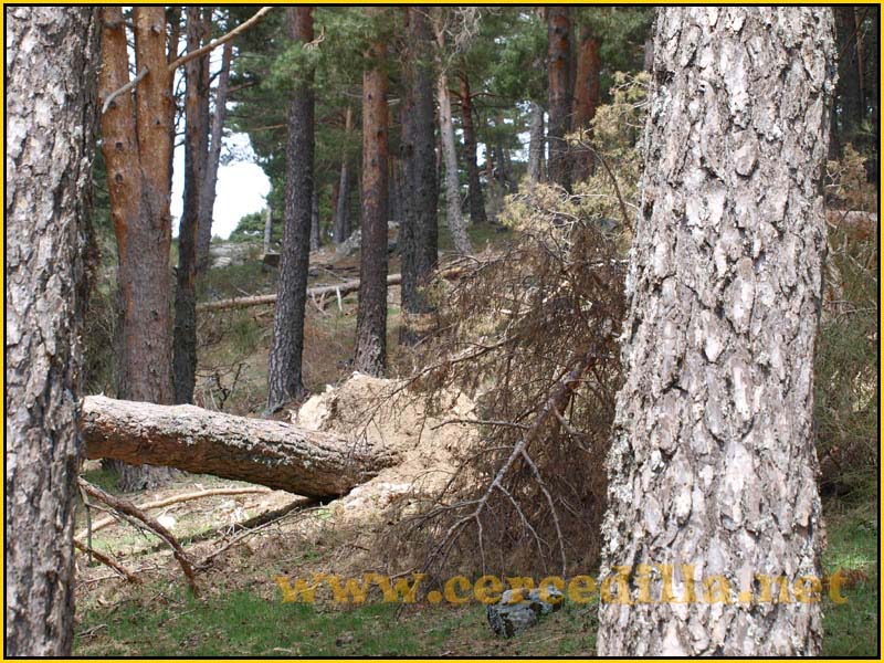 camorritos_miradores_aguilas_rosales_zorro_20